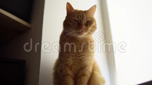 红猫高兴地蹲在窗台上视频的预览图