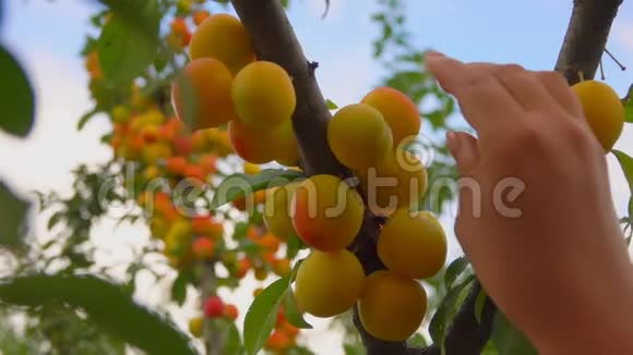 雌手从杏树枝上采摘成熟可口的杏视频的预览图