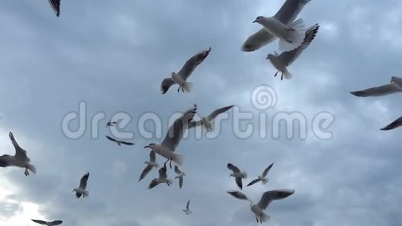 一群海鸥飞过蓝天视频的预览图