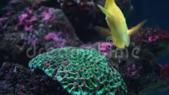 鱼黄汤在礁石上视频的预览图