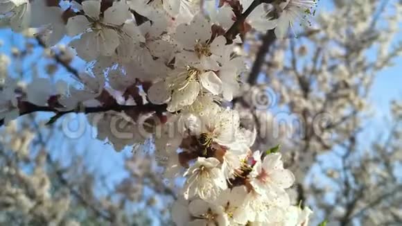 蜜蜂授粉樱花树花视频的预览图