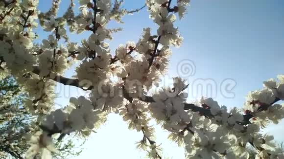 樱花樱花在蓝天背景下盛开的樱花树视频的预览图