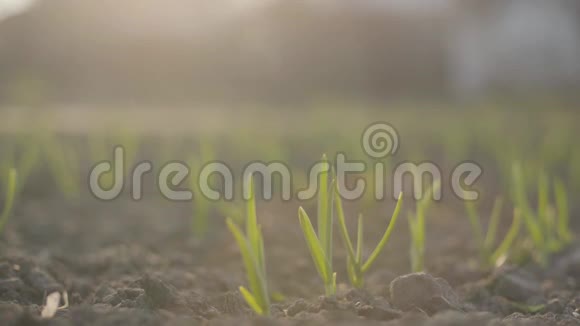 在阳光下植物在田野上的枝条特写黑色肥沃土壤中的绿叶农业农业增长视频的预览图