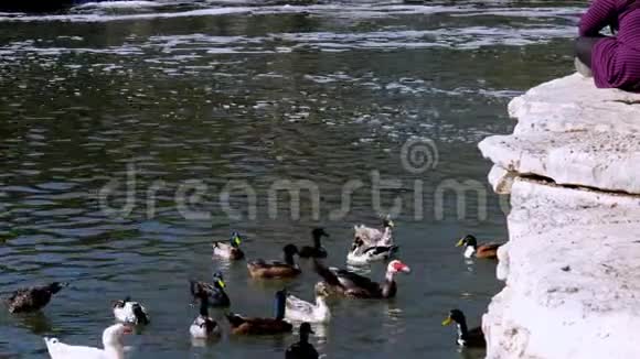 野鸭在河岸上被人喂面包鸟儿在争夺面包屑手握夹子视频的预览图