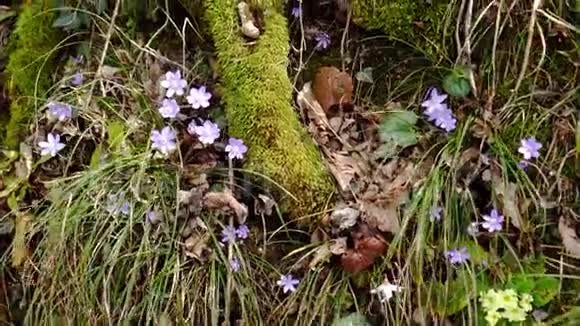 树林中树根中间的紫色花朵视频的预览图