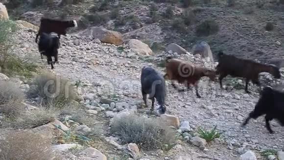 瓦迪达纳峡谷的山羊和驴子视频的预览图