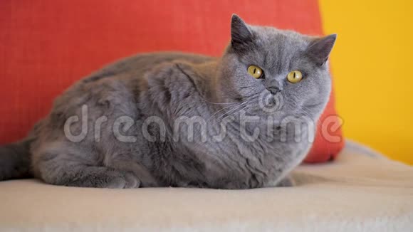 懒猫在看苍蝇灰色英国短毛猫躺在沙发上环顾四周视频的预览图