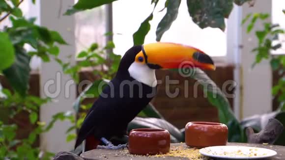 有趣的特写一个托科图坎吃种子从一个小碗热带鸟类从美国视频的预览图