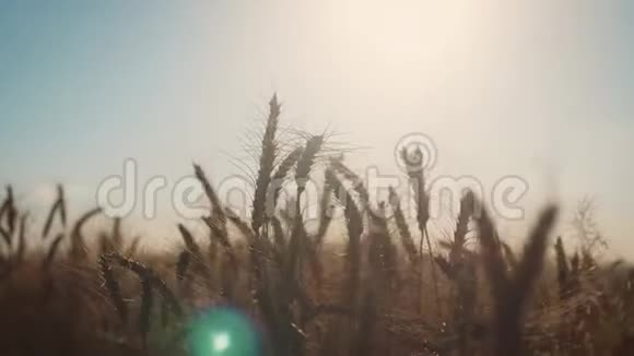 金色的麦穗在阳光下接近概念收获视频的预览图