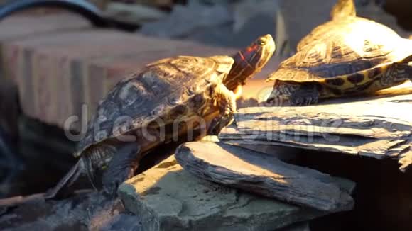一只红色的龟爬上另一只海龟的顶部晒着一种典型的爬行动物行为热带动物的幽灵视频的预览图