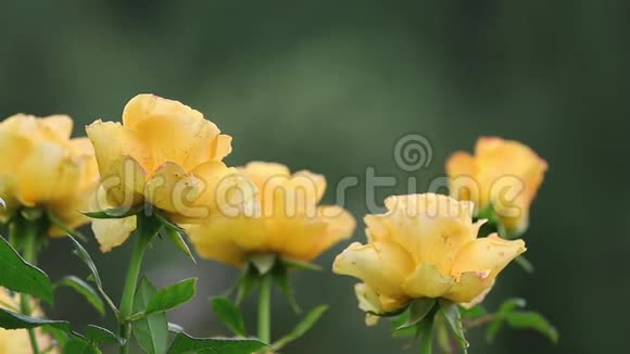 美丽的黄色玫瑰在绿色的树枝上在平原的绿色黑暗的背景在花园里彩色花朵艺术形象视频视频的预览图