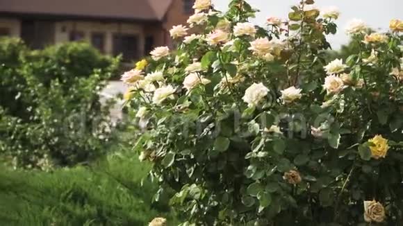 布什白玫瑰草药和草温暖的天气慢镜头拍摄稳定视频的预览图