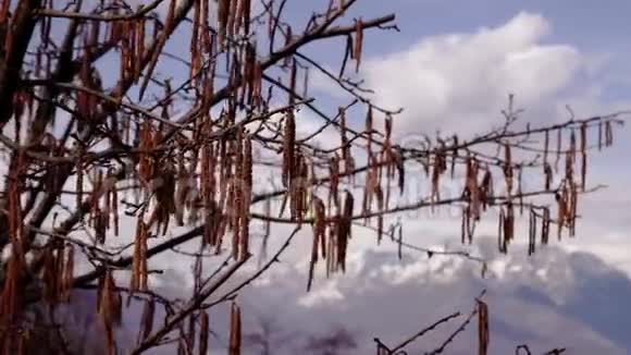 山中开花的榛树视频的预览图