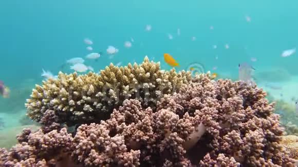 珊瑚礁的水下世界莱特菲律宾视频的预览图