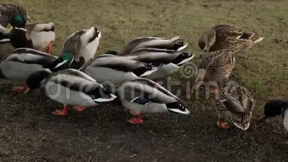 春天鸭子在城市公园里觅食草地上的鸭子视频的预览图