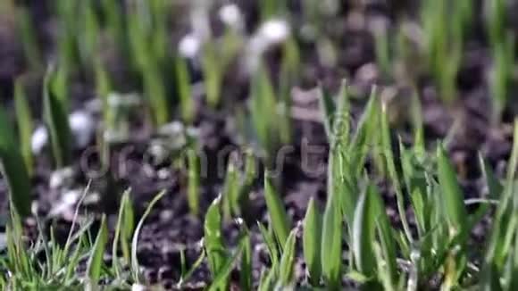 在公园春天的阳光下特写嫩绿的小草的成长绿色草地视频的预览图