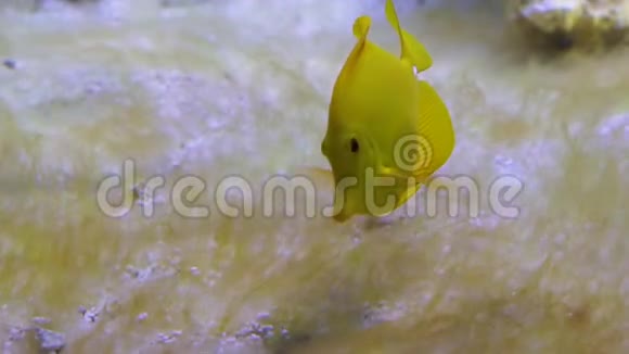 在水下游泳的黄汤鱼的特写镜头夏威夷流行的热带鱼视频的预览图
