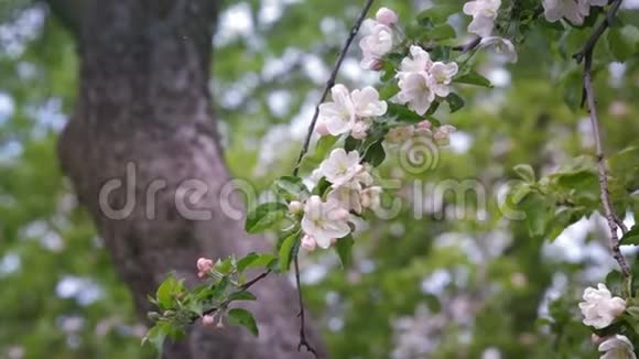 春天的花园花中的苹果树视频的预览图