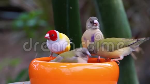 一群金雀在一起吃食物澳大利亚流行的热带鸟类物种视频的预览图