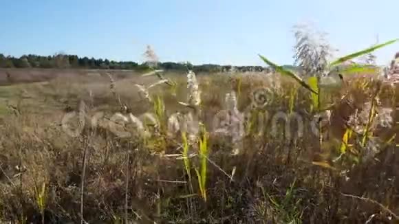 芦苇丛在乌克兰草原上随风摇摆视频的预览图