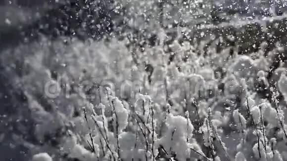 一阵风吹醒了灌木丛中的雪花视频的预览图