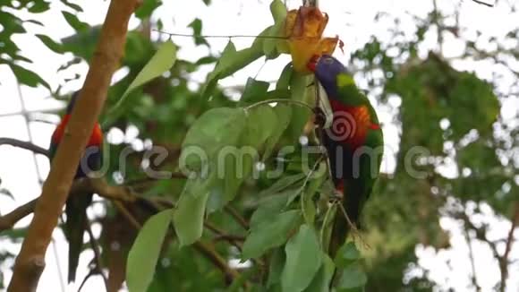 特写一只彩虹坐在树枝上吃着一种水果来自澳大利亚的热带鸟类视频的预览图