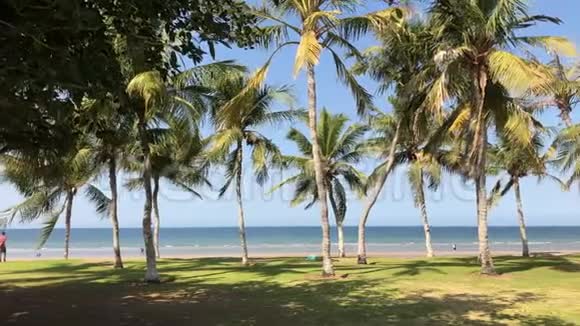 棕榈树在马斯喀特海滩迎风摇曳视频的预览图