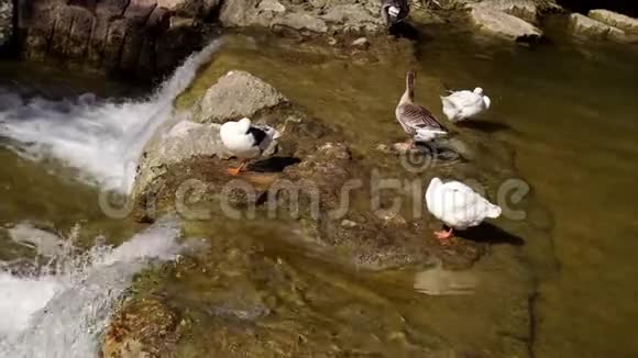 鹅在水和小瀑布中间视频的预览图