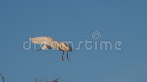 小白鹭在苍鹭卡玛格法国视频的预览图