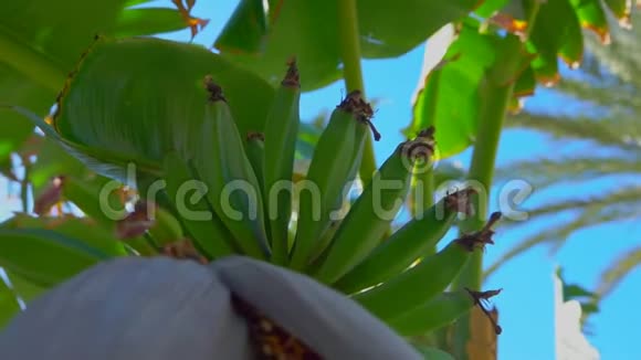 靠近香蕉树的花朵生长着一束生的绿色水果视频的预览图