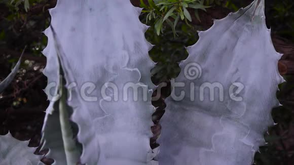 亚利桑那州菲尼克斯市一个植物园里的阿格夫视频的预览图