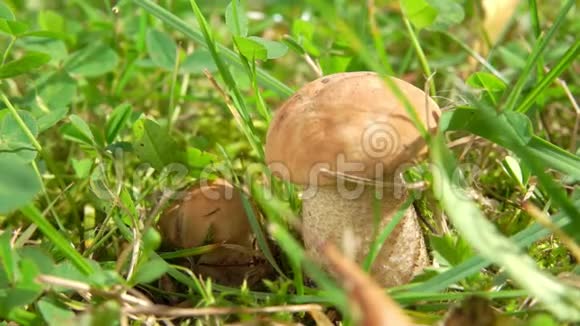 靠近一只雌手正从草地上采出新鲜的牛肝菌蘑菇视频的预览图