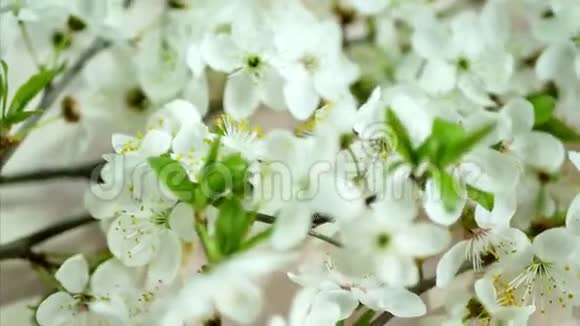 春天樱花在白色背景上视频的预览图