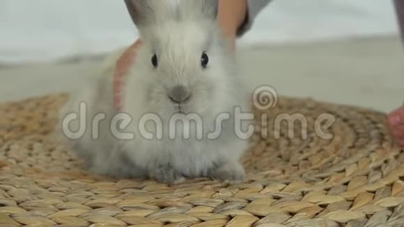 孩子的手在抚摸一只可爱的灰色毛茸茸的兔子视频的预览图