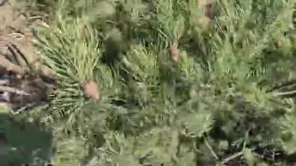 美丽的近景绿色松树与棕色松果美丽的自然背景视频的预览图