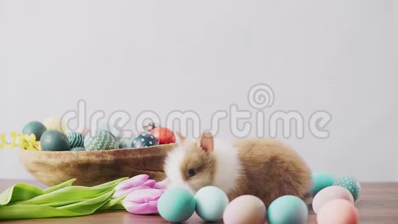 可爱的复活节兔子在木桌上五颜六色的鸡蛋和郁金香复活节节日装饰品复活节概念背景视频的预览图