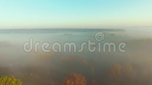 神秘的森林覆盖着浓雾视频的预览图