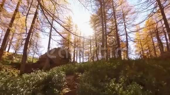 在树附近的秋天的树林小径上行走前面有太阳阳光明媚的秋日在五彩缤纷的红色森林里徒步旅行视频的预览图