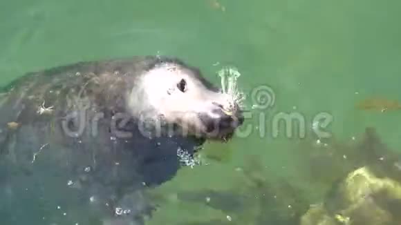 海豹在水里玩螃蟹视频的预览图