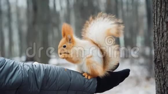 冬天来自城市公园的野松鼠坐在他的手上吃松子视频的预览图