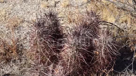 亚利桑那州沙漠中的卡蒂亚利桑那红葡萄酒仙人掌亚利桑那刺猬仙人掌美国视频的预览图