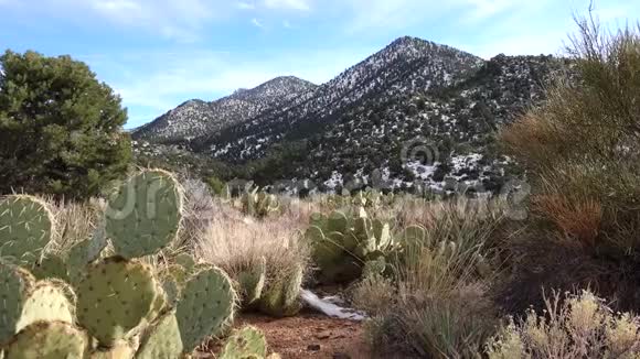 亚利桑那州卡蒂紫刺梨黑棘刺冬在山中仙人掌雪在上视频的预览图