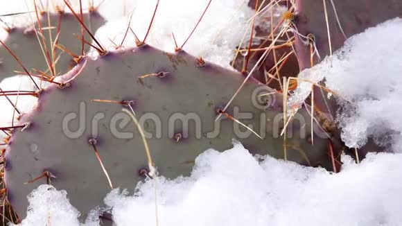 亚利桑那州卡蒂紫刺梨黑棘刺冬在山中仙人掌雪在上视频的预览图