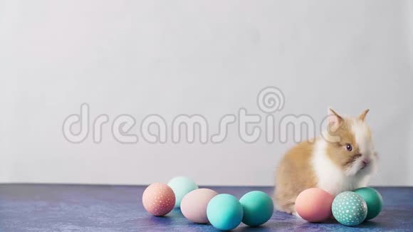 可爱的复活节兔子在桌子上有五颜六色的鸡蛋和羽毛复活节节日装饰品复活节概念背景视频的预览图