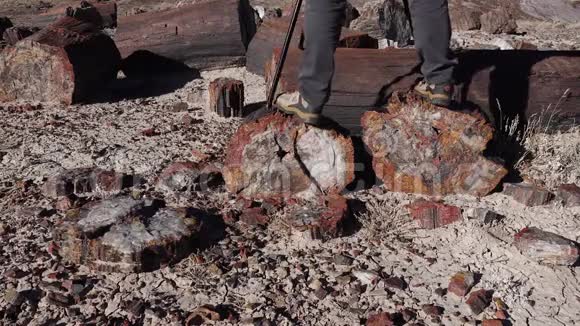 美国亚利桑那州2019年11月17日石化树木的树干多色矿物晶体石化森林国家视频的预览图
