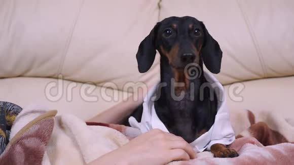 一只腊肠狗的肖像躺在主人旁边的沙发上环顾四周视频的预览图