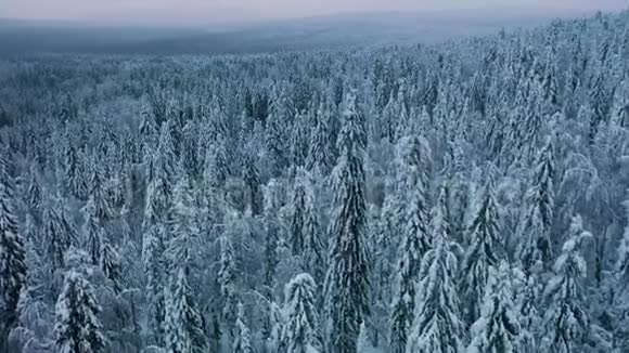 飞过白雪皑皑的云杉树阴天傍晚冰冻的冬林视频的预览图
