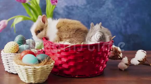 可爱的复活节兔子在篮子里五颜六色的鸡蛋和郁金香在木桌上复活节节日装饰品复活节概念背景视频的预览图