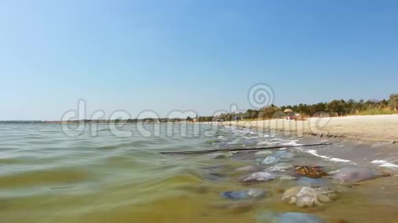 海浪把死去的梅布扎扔到沙滩上黑海视频的预览图