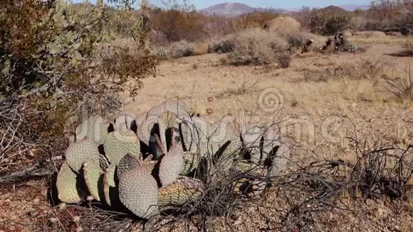 亚利桑那州沙漠中的卡蒂金刺梨紫花果雪莲视频的预览图